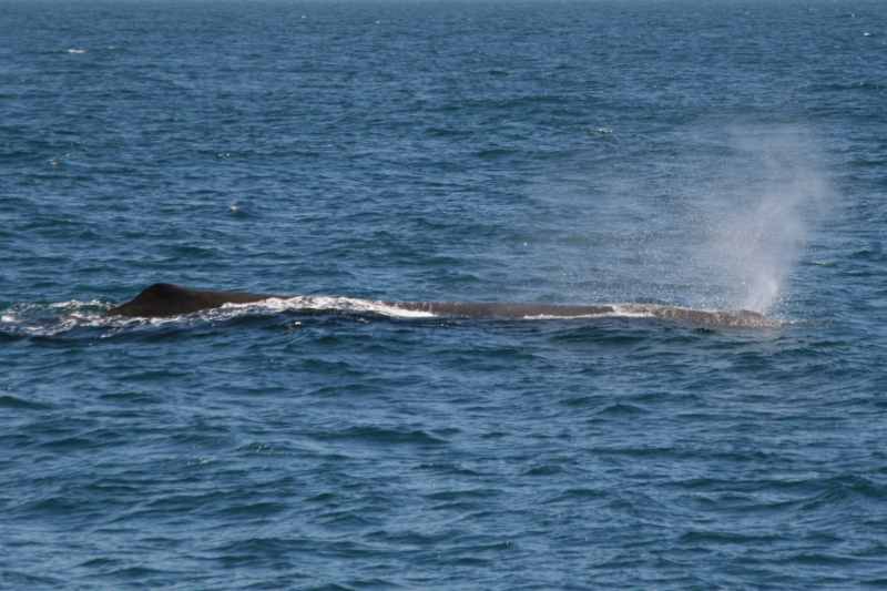 Nieuw-Zeeland 2011 - 1235